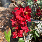 Texas Scarlet Flowering Quince