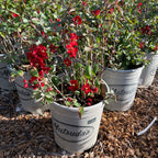 Texas Scarlet Flowering Quince