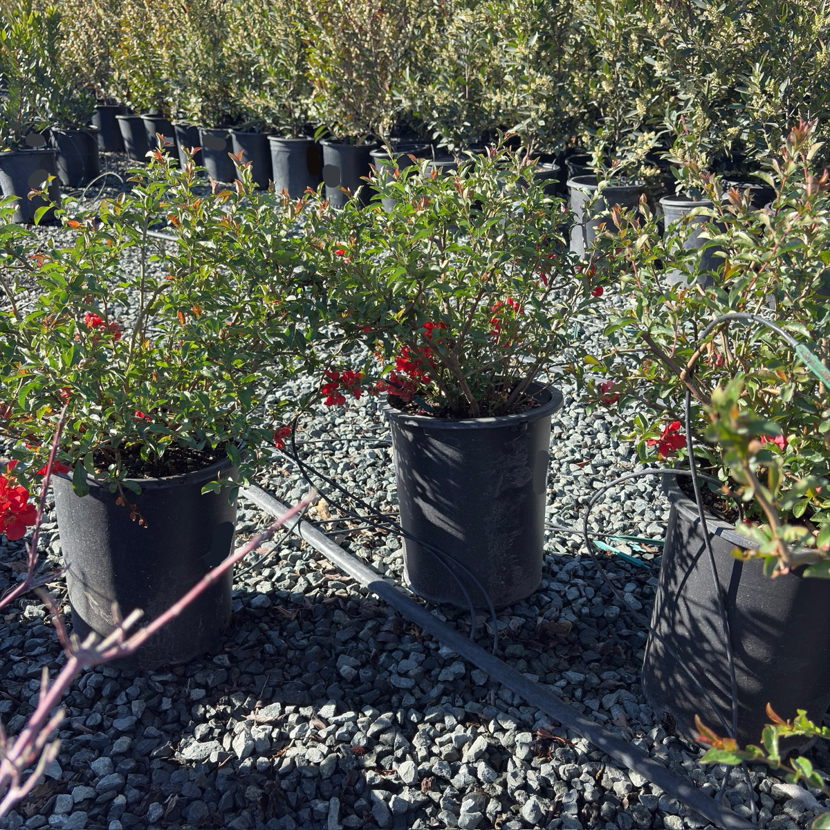 Texas Scarlet Flowering Quince