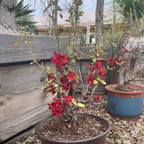 Texas Scarlet Flowering Quince