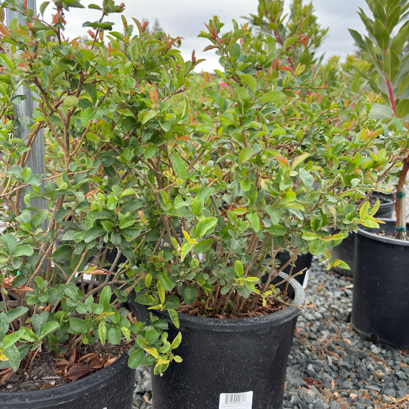 Texas Scarlet Flowering Quince
