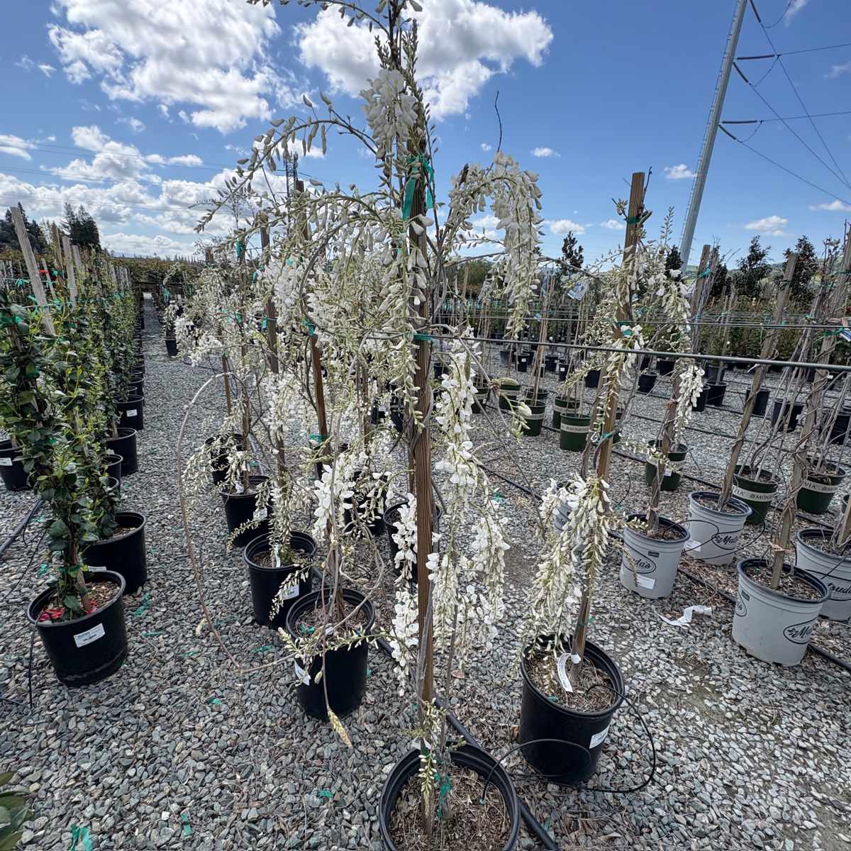 Texas White Wisteria