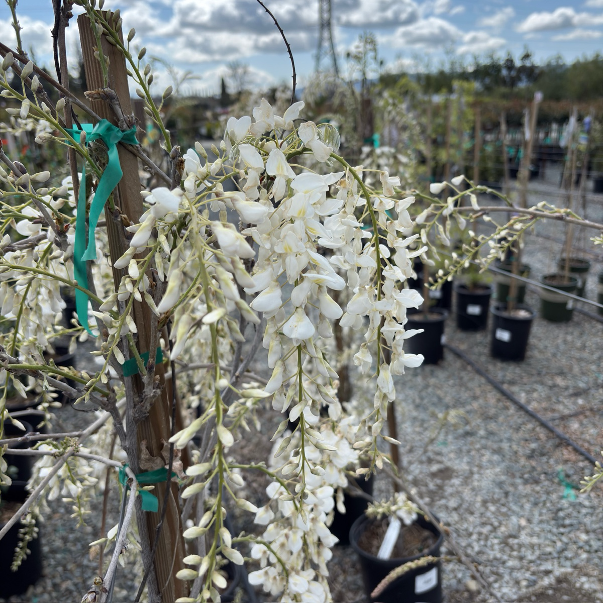 Texas White Wisteria