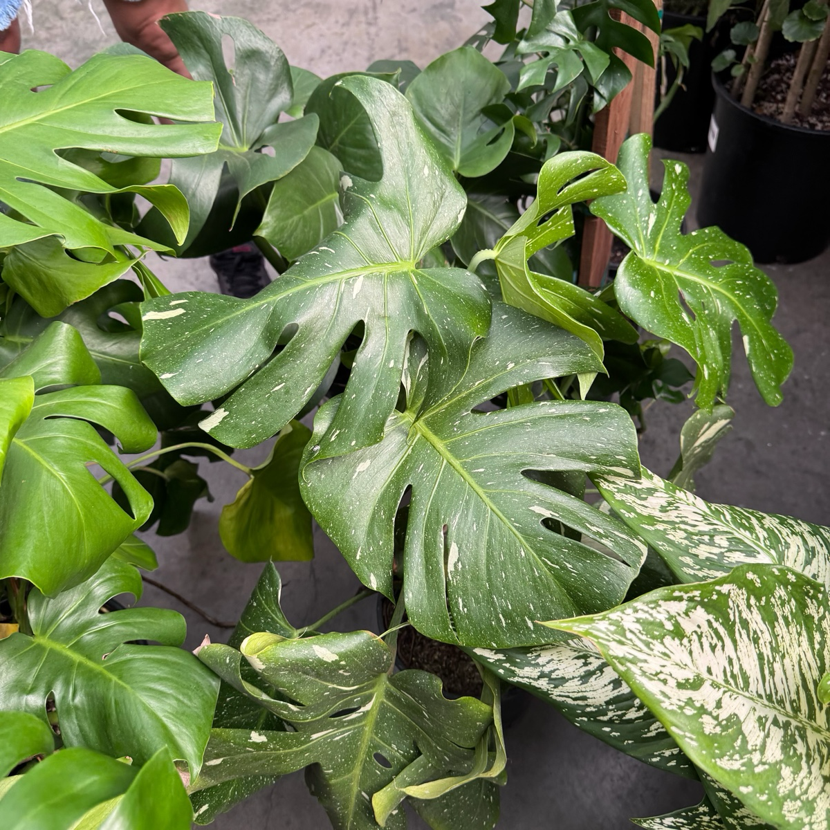 monstera thai constellation nearby Thai Constellation Monstera