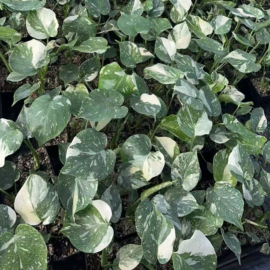 Thai Constellation Monstera