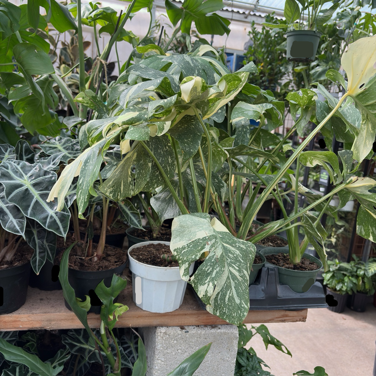 Thai Constellation Monstera