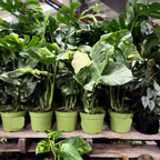 Thai Constellation Monstera