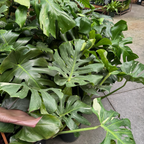 Thai Constellation Monstera