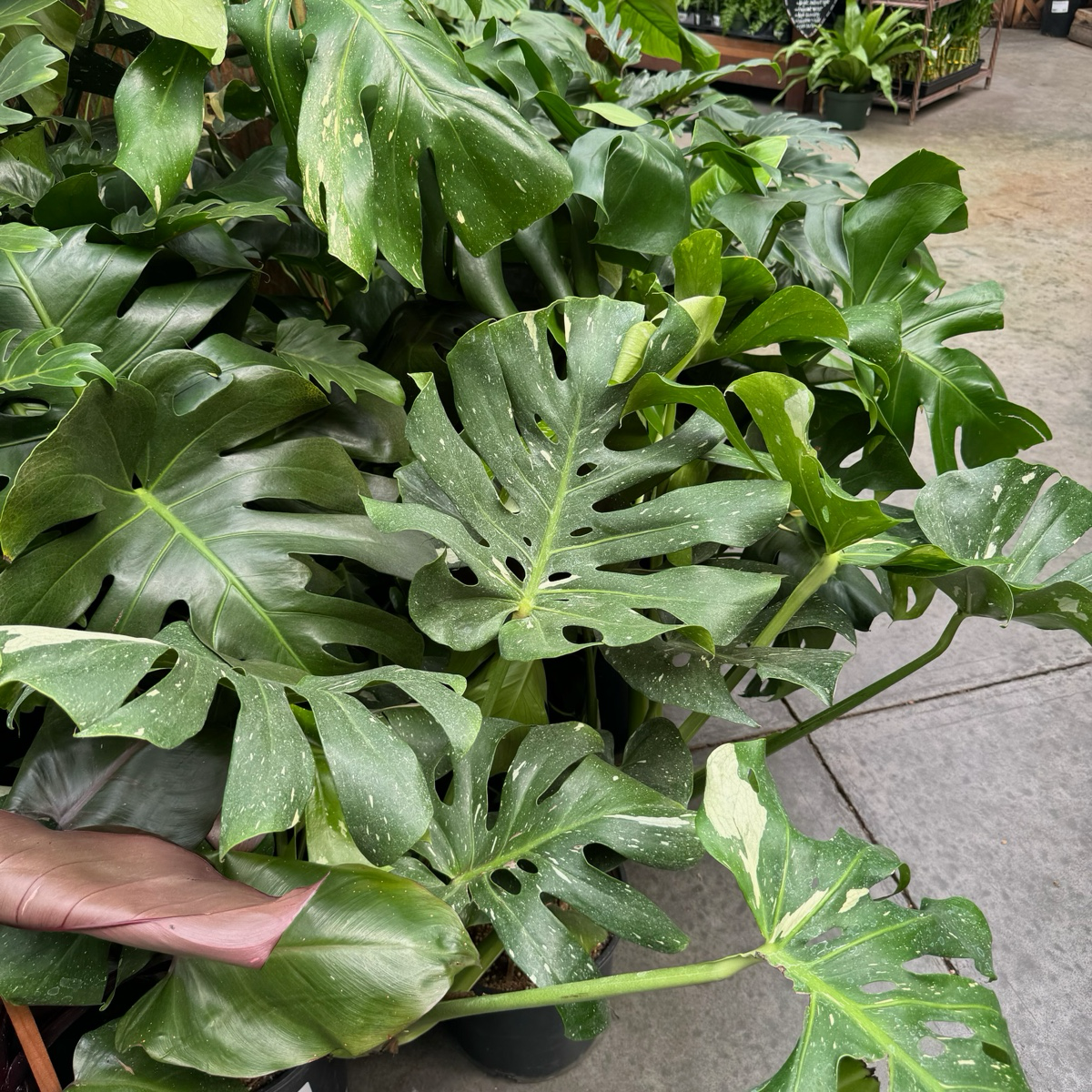Thai Constellation Monstera