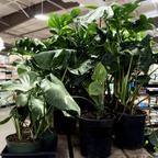 Thai Constellation Swiss Cheese Plant