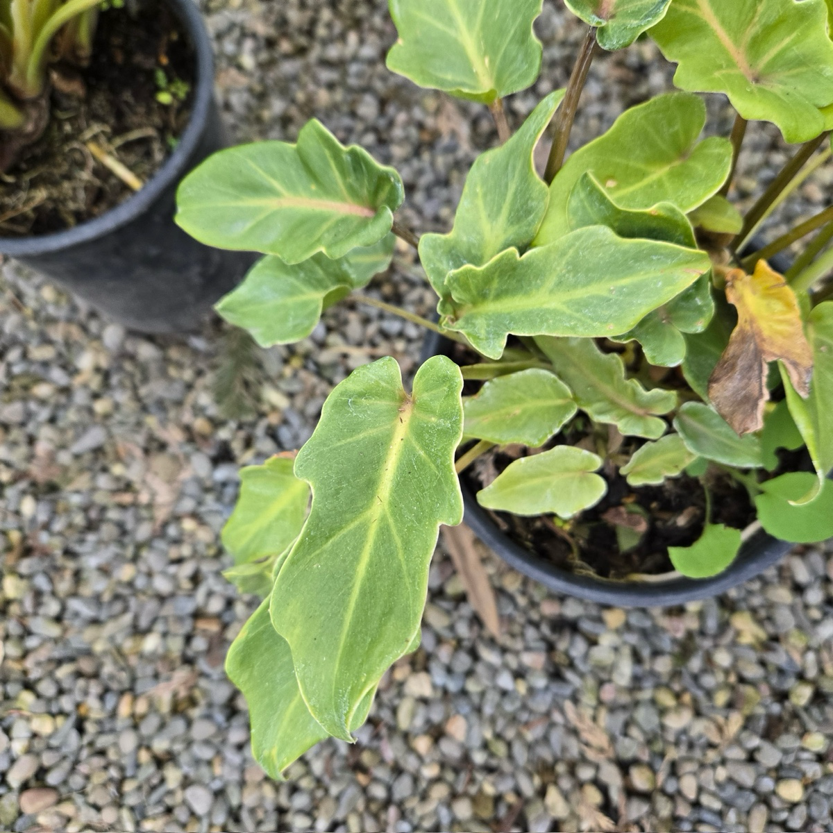 xanadu house plant Xanadu Philodendron