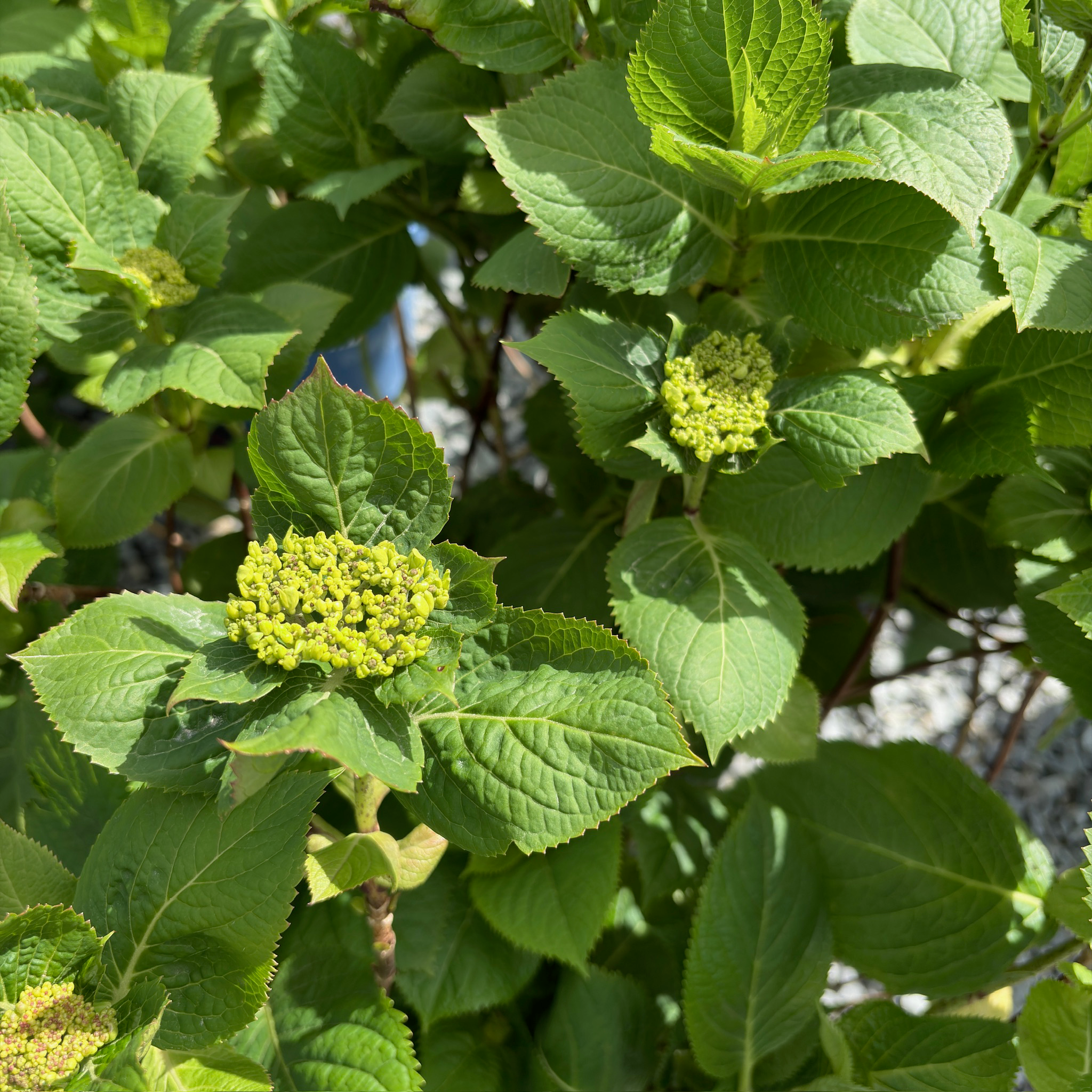 The Original ES® Hydrangea