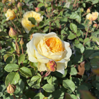 The Poet's Wife  Rose