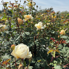 The Poet's Wife  Rose