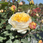 The Poet's Wife  Rose