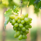 Thompson Seedless Grape