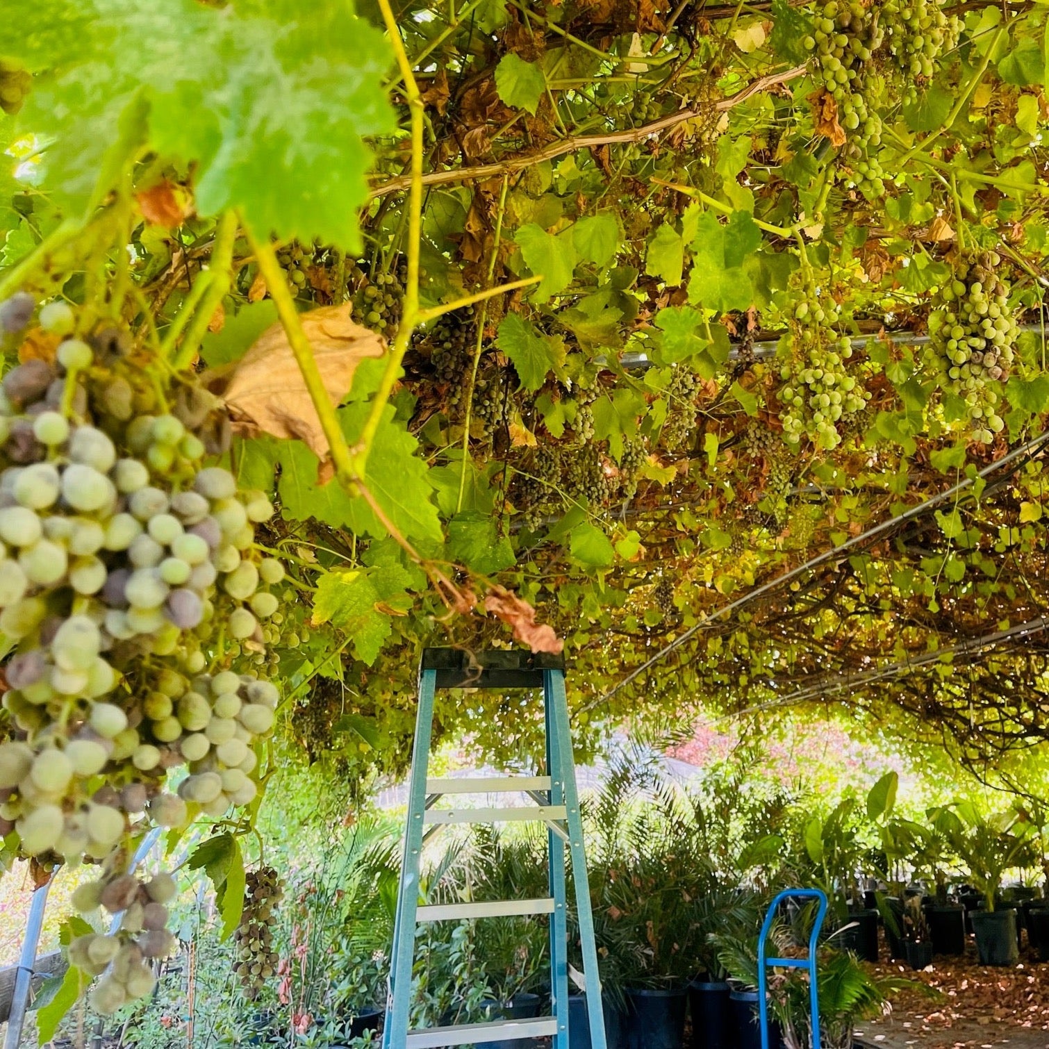 Thompson Seedless Grape