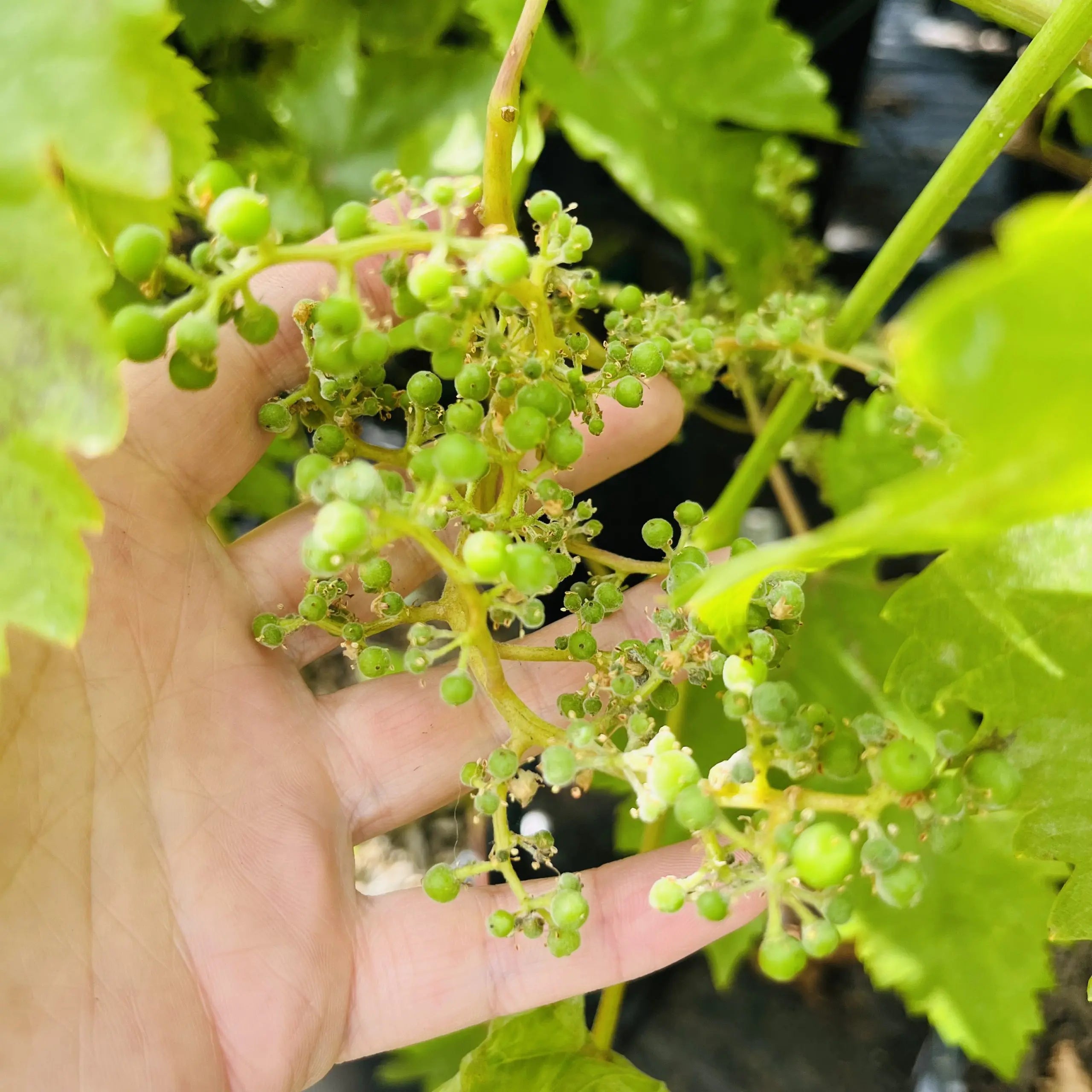 Thompson Seedless Grape