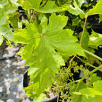 Thompson Seedless Grape