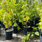 Thompson Seedless Grape