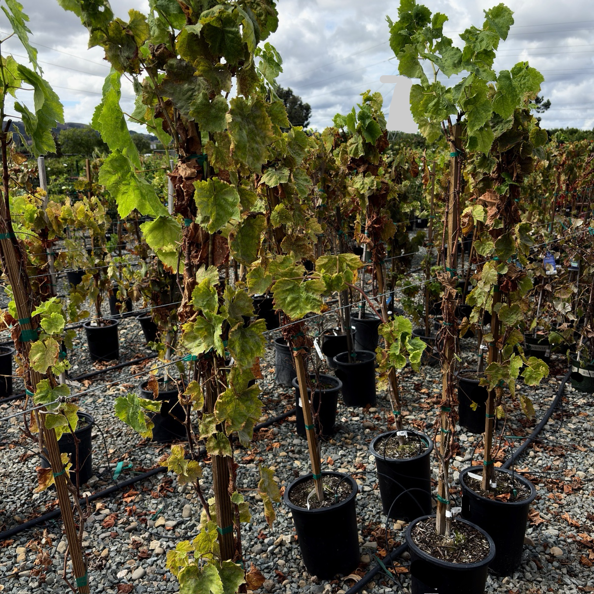 Thompson Seedless Grape