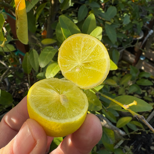 Thornless Key Lime Tree | Classic Bartender's Lime Plant – Victory