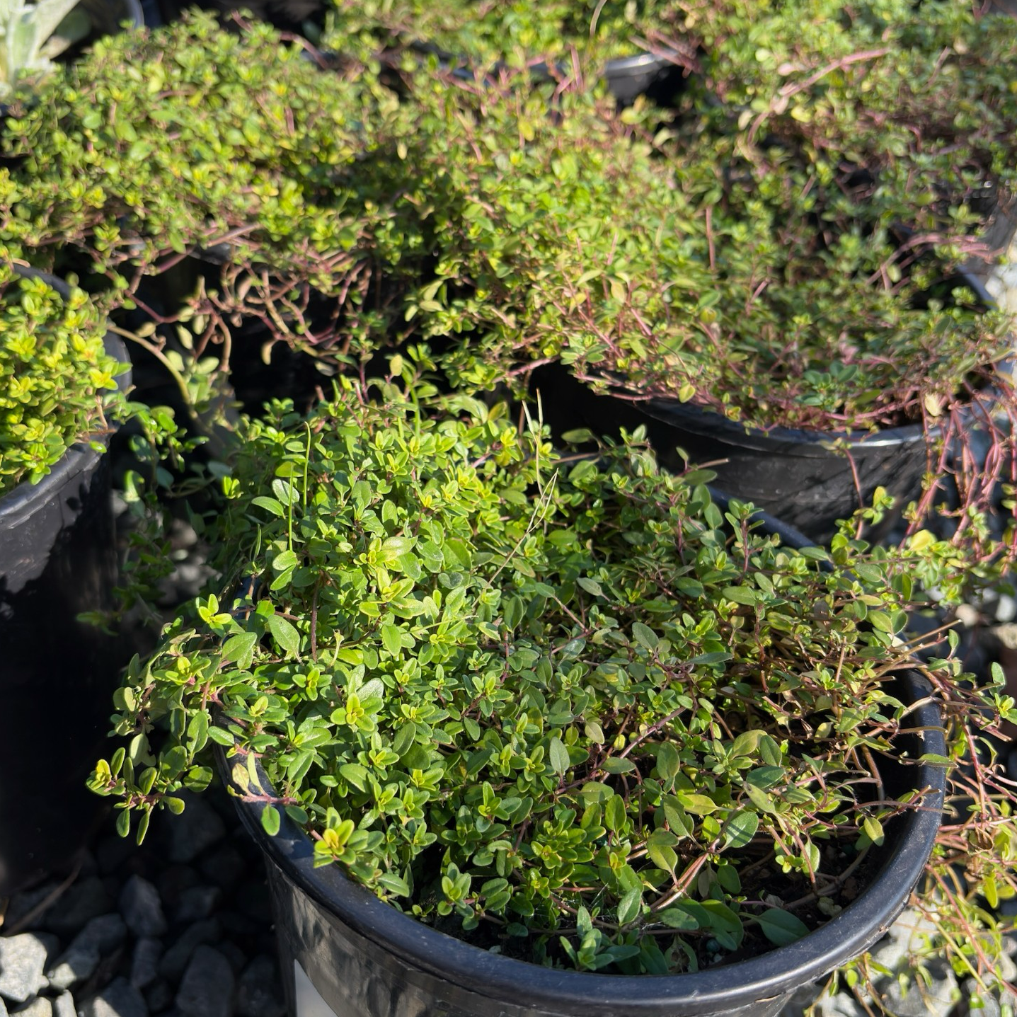 thymeページになります＊ Lime Thyme Groundcover | Fragrant Evergreen Thyme Plant – Victory