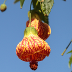 Tiger Eye Flowering Maple