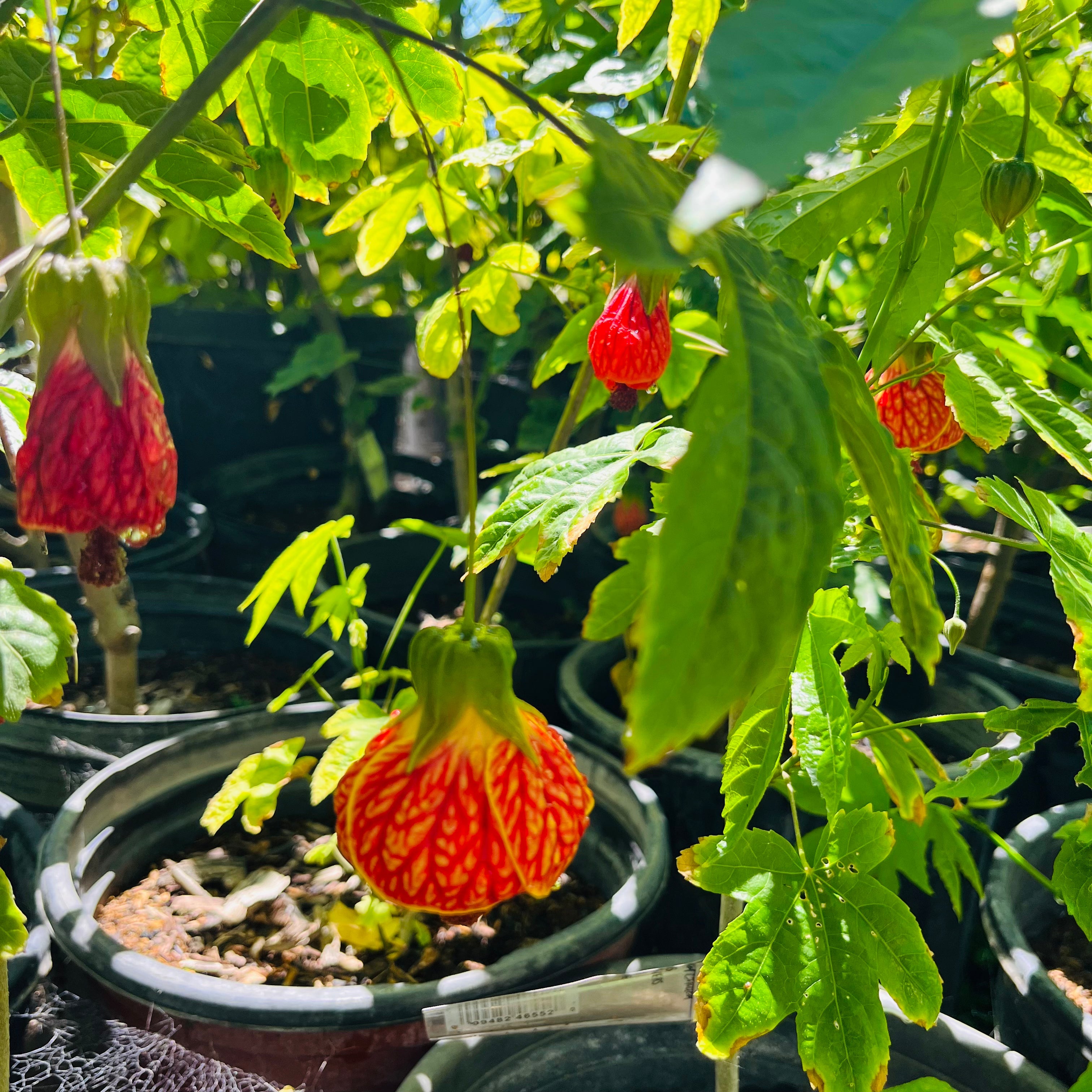 Tiger Eye Flowering Maple