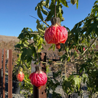 Tiger Eye Flowering Maple