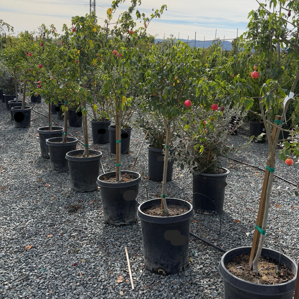Tiger Eye Flowering Maple