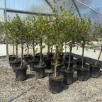 Tiger Eye Flowering Maple
