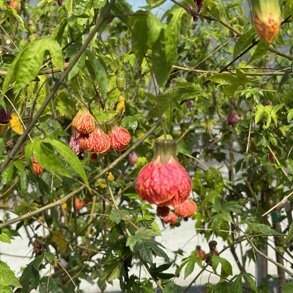 Tiger Eye Flowering Maple