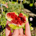 Tiger Panache Fig