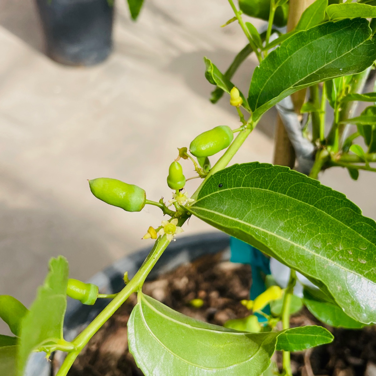 Tiger Tooth Jujube Tree | Unique Long-Shaped Sweet Date – Victory Nursery