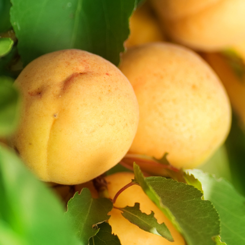 Tilton Apricot