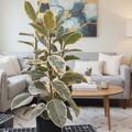 Tineke Rubber Plant
