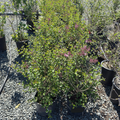 Tinkerbelle Dwarf Hybrid Lilac