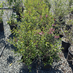 Tinkerbelle Dwarf Hybrid Lilac