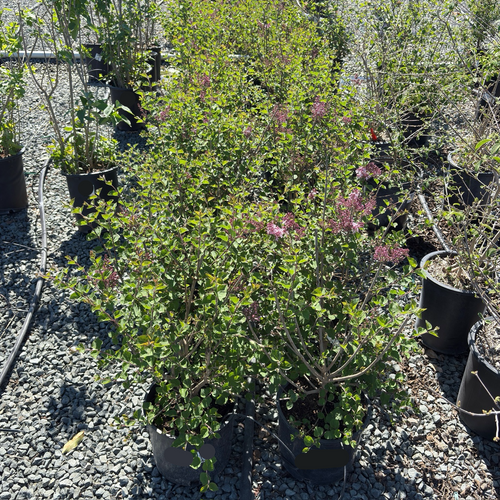 Tinkerbelle Dwarf Lilac (Syringa 'Bailbelle')| Compact Fragrant