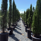 Tiny Tower Dwarf Italian Cypress