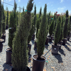 Tiny Tower Dwarf Italian Cypress