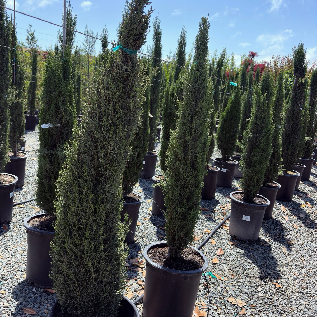 Tiny Tower Dwarf Italian Cypress