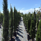 Tiny Tower Dwarf Italian Cypress