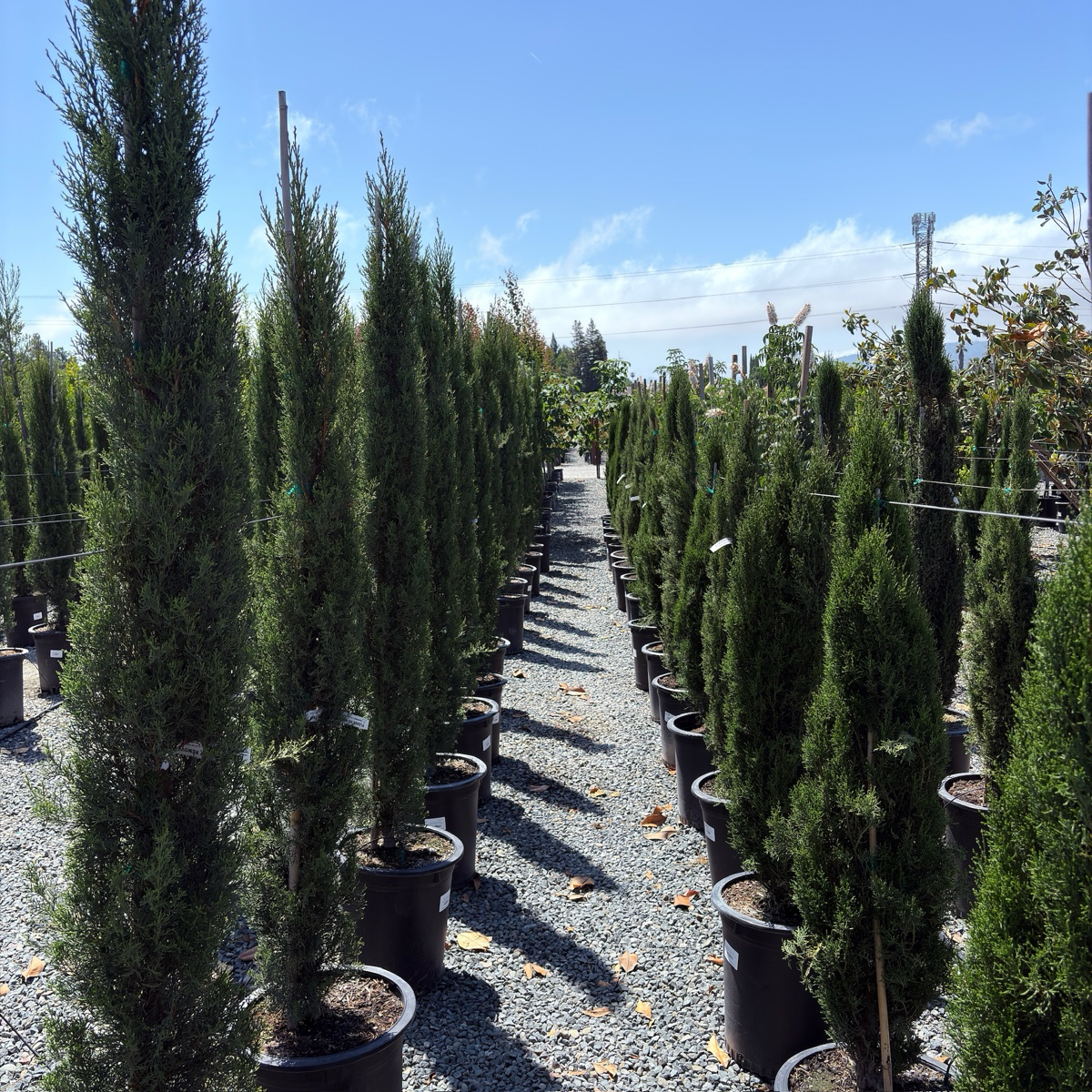 Tiny Tower Dwarf Italian Cypress