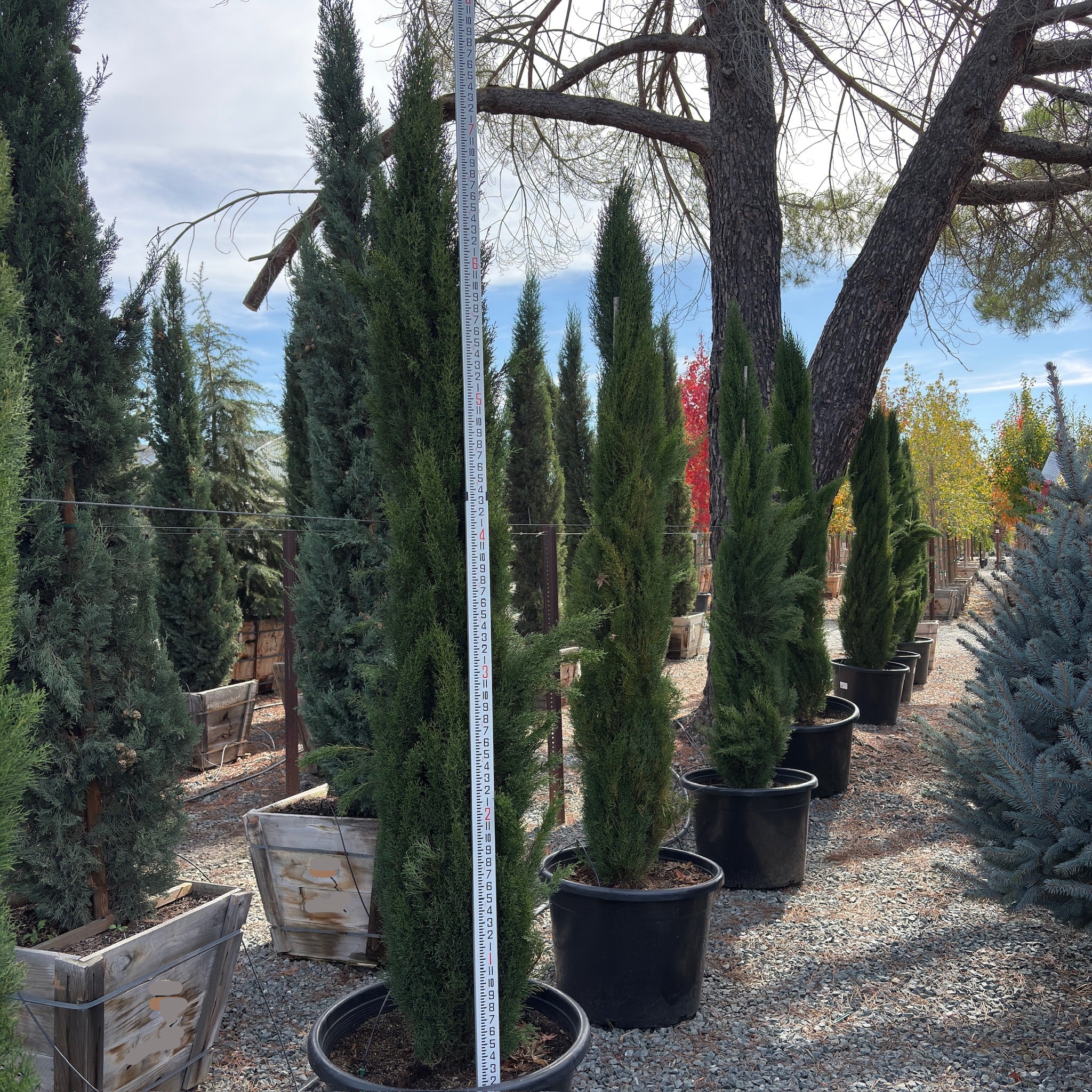Tiny Tower Dwarf Italian Cypress