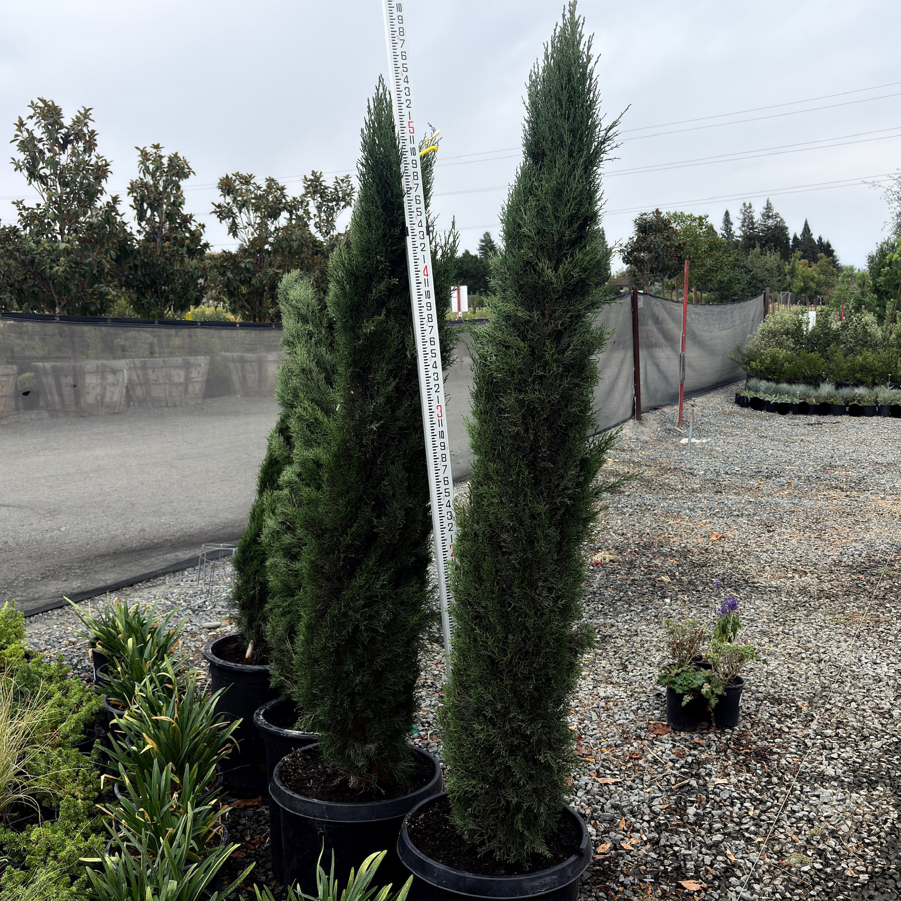 Tiny Tower Italian Cypress | Ultra-Dwarf Columnar Evergreen