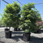 Tobiosho Japanese Maple