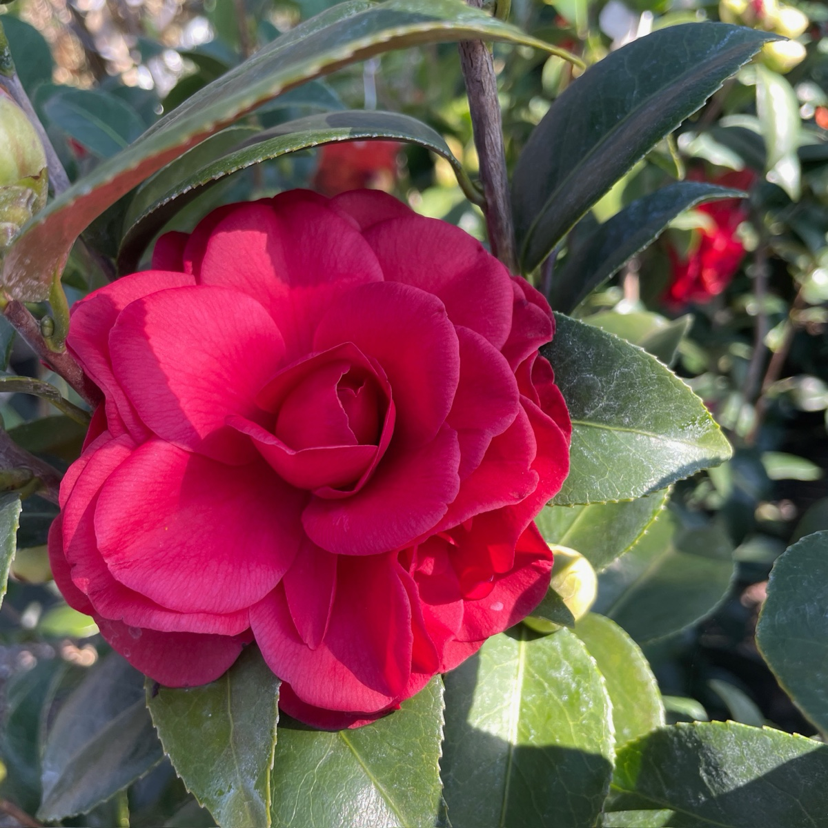 Tom Knudsen Camellia 