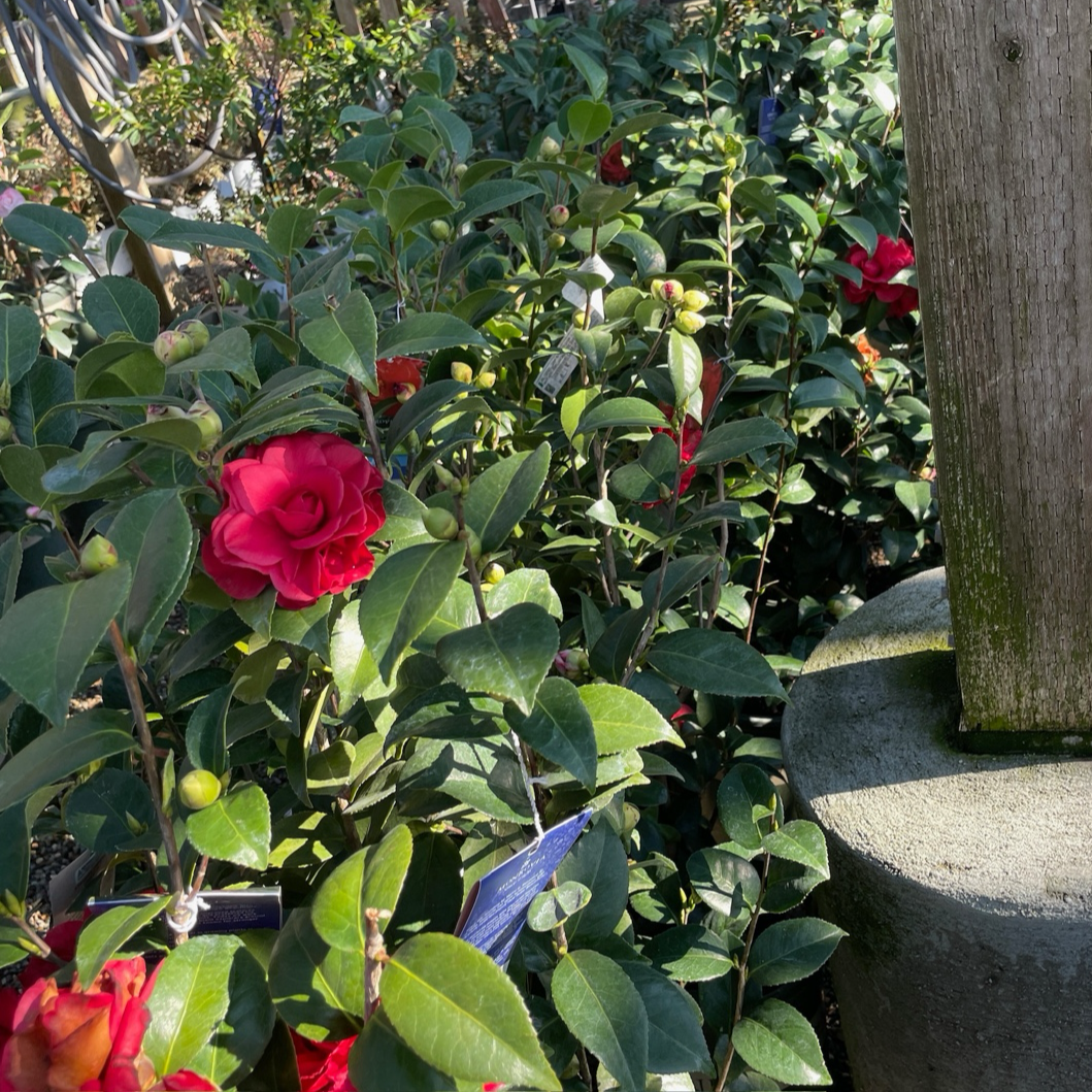 Tom Knudsen Camellia